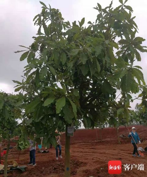 凤凰木树苗，种植与成长的智慧