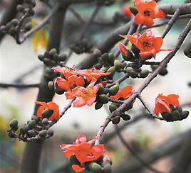 木棉花树图片大全