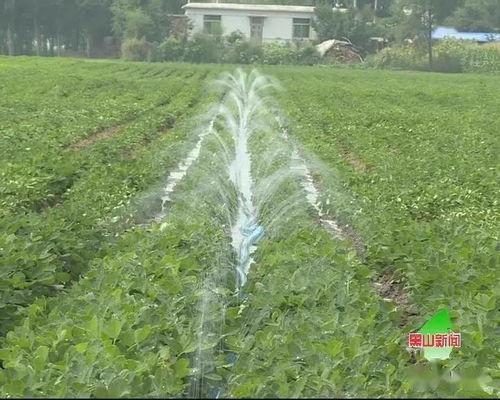 种植20亩莲藕的价格及相关因素