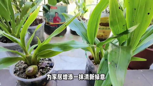 广玉兰种植方法与注意事项