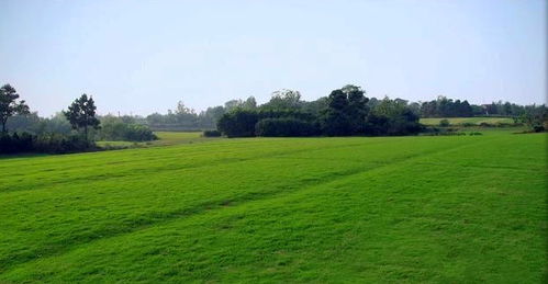 全国最大的草坪种植基地介绍