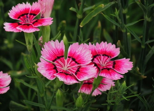 石竹花家庭养法