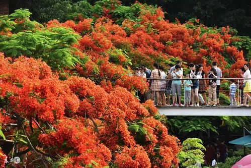 深圳市市花——凤凰花