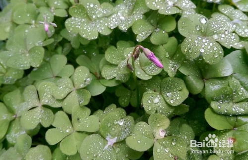 红花酢浆草种植方法