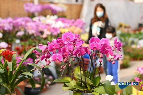 石家庄花卉市场最佳选择