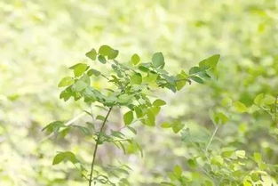 植物传播种子的方法一年级