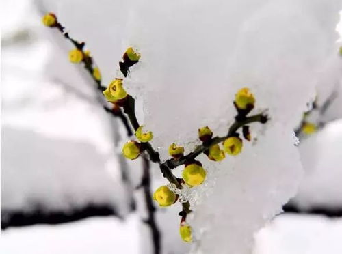 最美梅花雪景图片