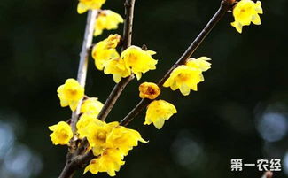 蜡梅花与腊梅花，各有魅力