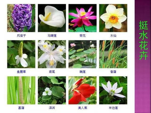 1000种常见植物图片大全