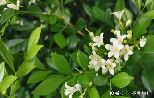 九里香开花时间