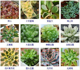 100种常见植物名称大全