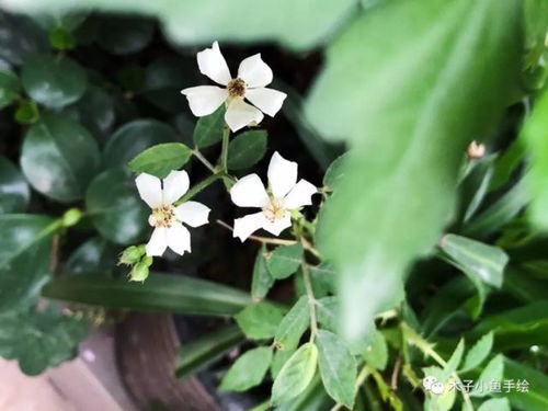 鸳鸯茉莉一年开几次花