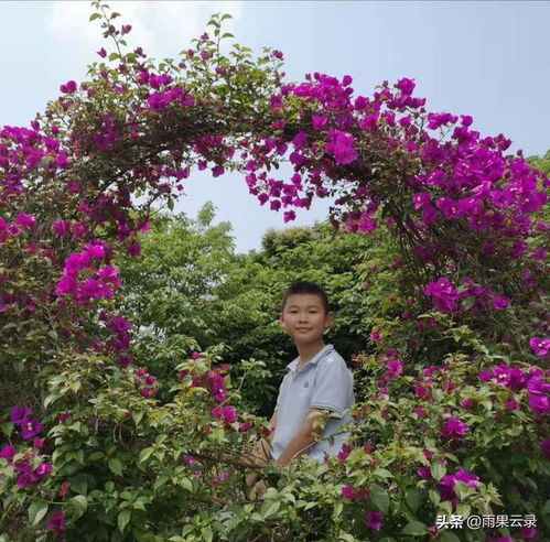 开满丁香花的校园