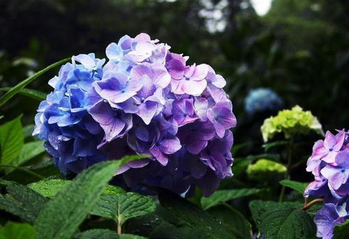 夏天开的花特点