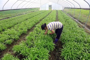 适合穷人没本钱的种植药材