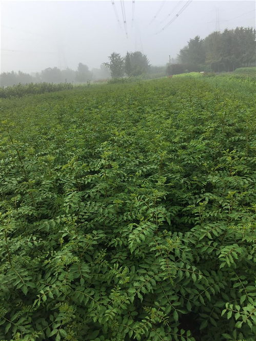 花椒树苗种植方法