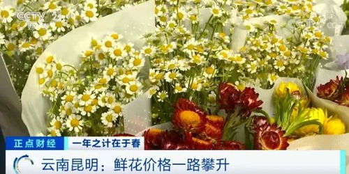 斗南鲜花批发每日花价分析