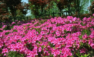 中国所有城市的市花