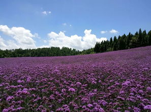 电视剧薰衣草全集解析