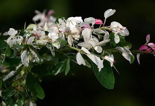 茉莉花在家养殖指南