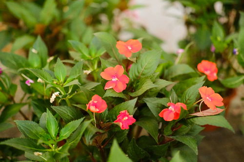 凤仙花种植观察日记