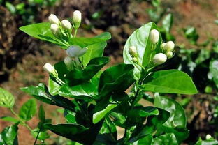 茉莉花季节开