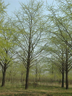 银杏树种植要求