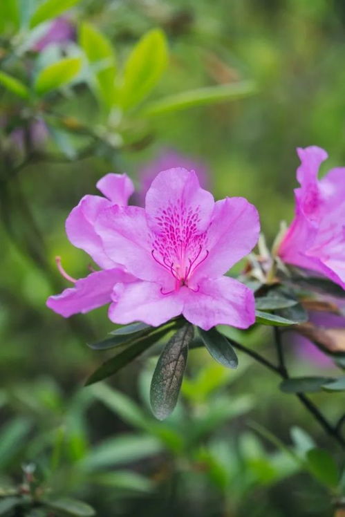 杜鹃花价格综述