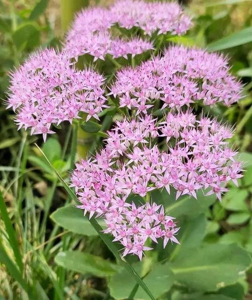 八宝景天开花时间