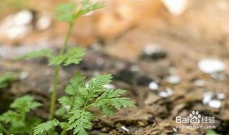 蚊子怕什么花草植物