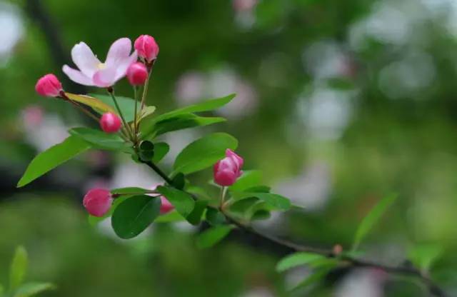 霸王花与火龙果，花之谜