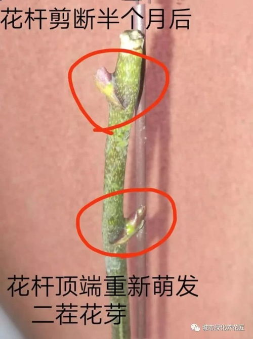 蝴蝶兰谢了以后的处理方法