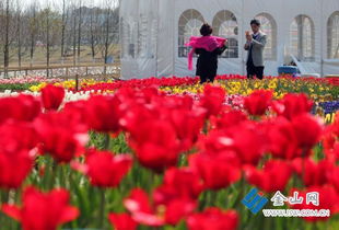 天津鲜花市场，缤纷花海，绽放生活之美