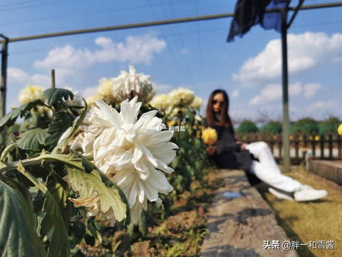 菊花种植与美丽花园