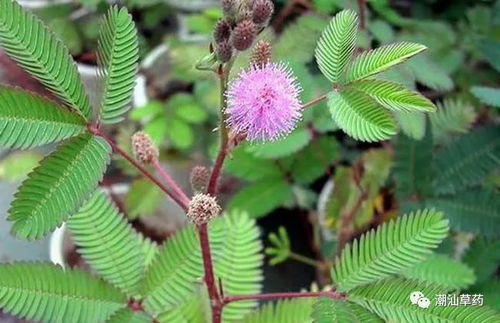 含羞草花