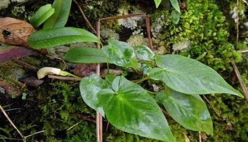 野生植物大全