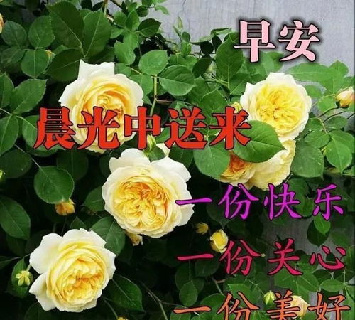 适合发朋友圈的花束图