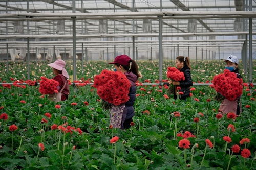 怎样联系云南批发鲜花的花农